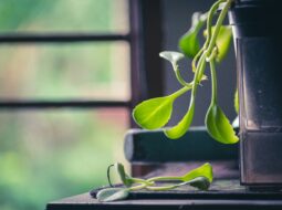 The Therapeutic Power of Plants for a Calmer Mind