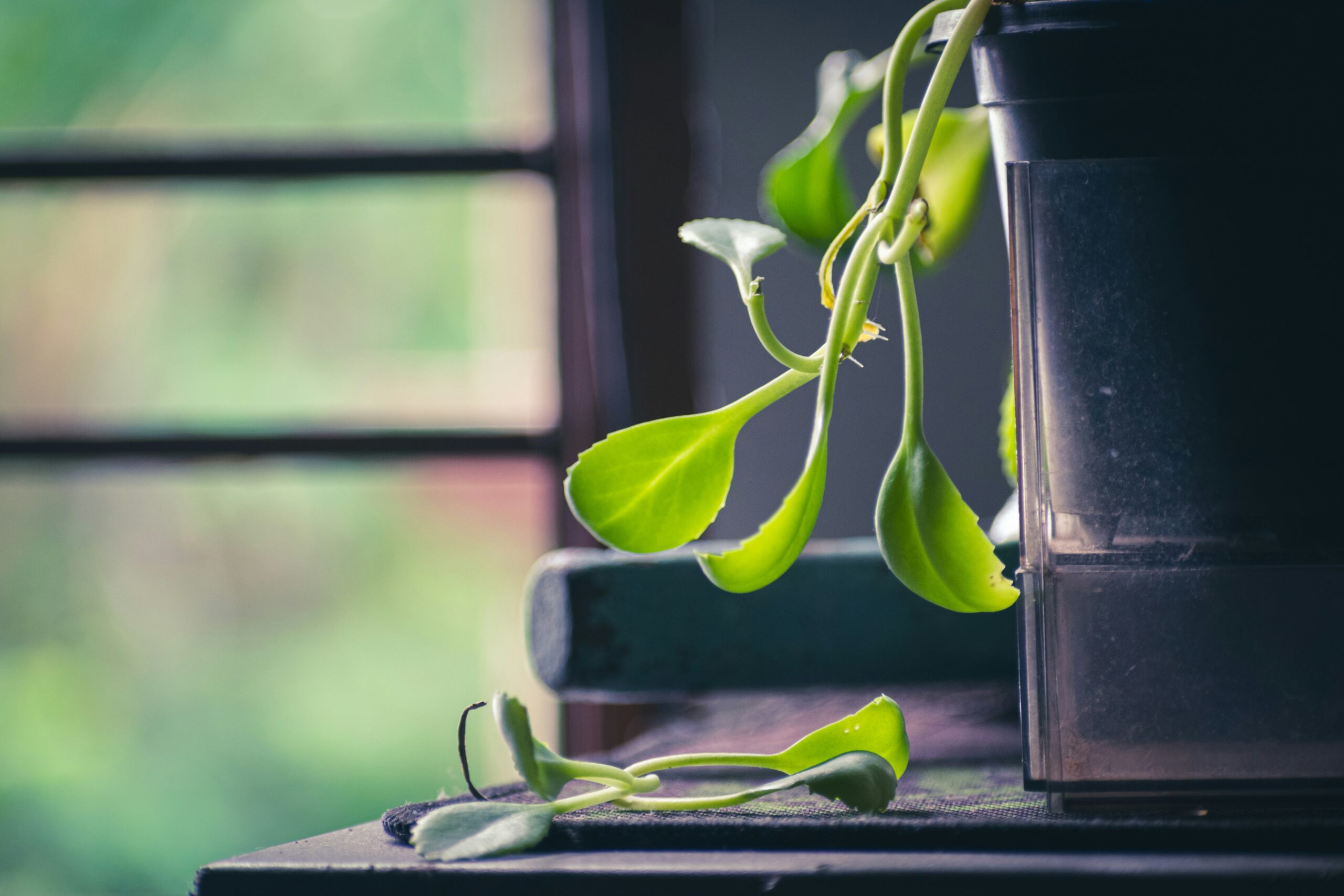 The Therapeutic Power of Plants for a Calmer Mind