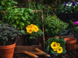 Healing Through Horticulture: How Gardening Helps Alleviate PTSD Symptoms and Restore Calm