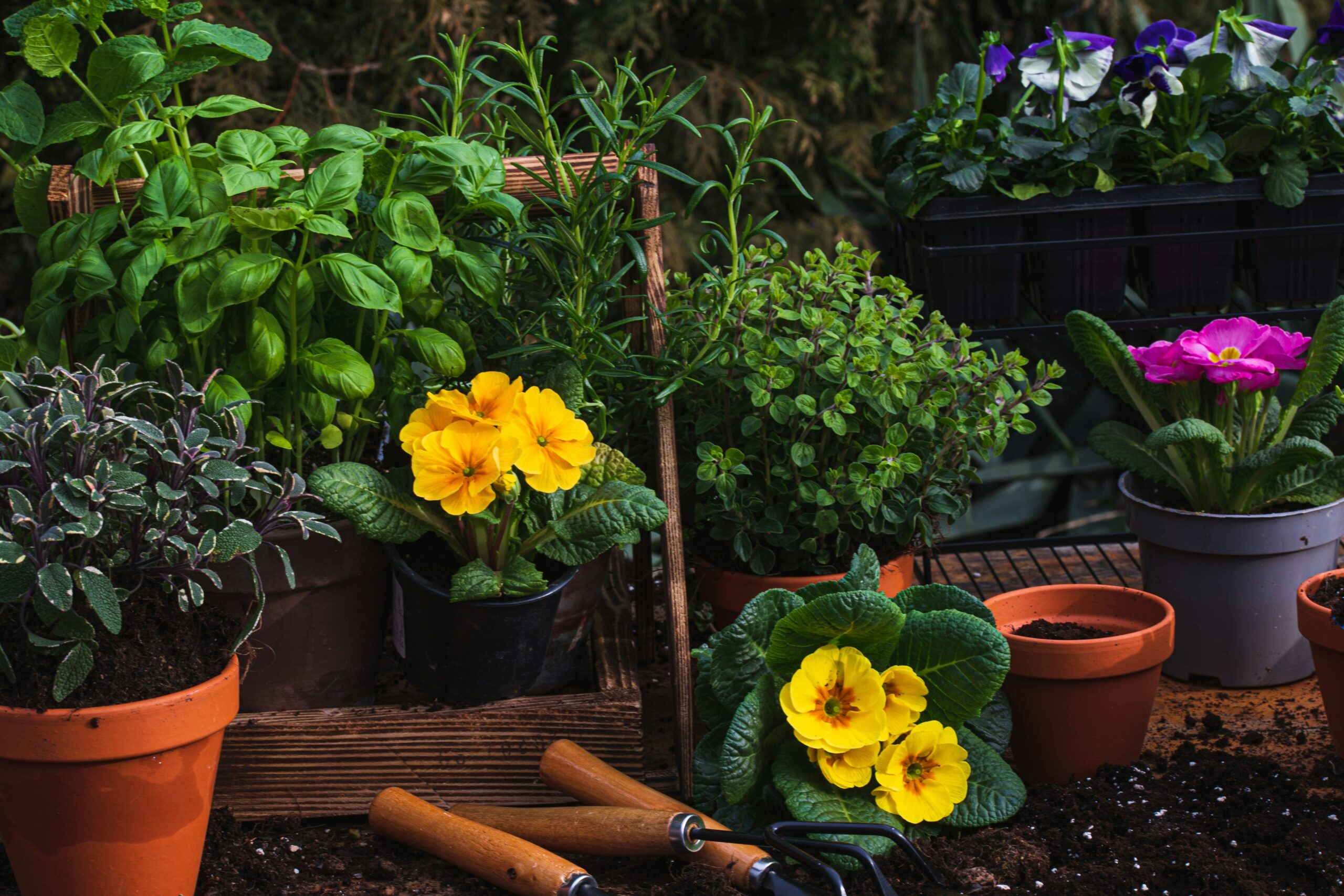 Healing Through Horticulture: How Gardening Helps Alleviate PTSD Symptoms and Restore Calm
