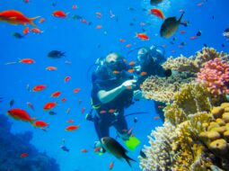 Darke Hull Portland-Scuba Diving Tips