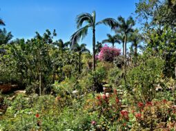 The Science Behind Healing Gardens Why Nature Supports Mental and Physical Recovery