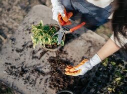 The Therapeutic Power of Plants: Gardening as a Tool for Mental Health