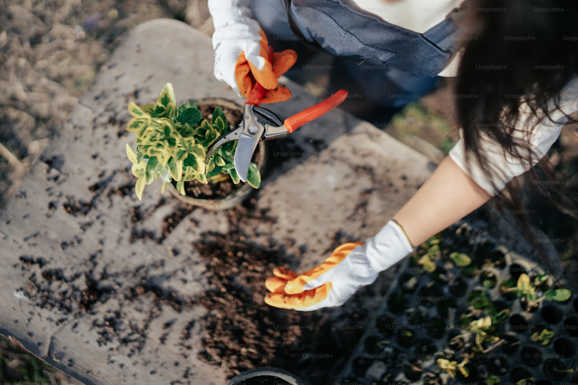 The Therapeutic Power of Plants: Gardening as a Tool for Mental Health