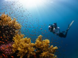 Essential Scuba Diving Safety Tips for a Safe Underwater Adventure