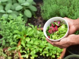Healing Through Horticulture How Gardening Helps Alleviate PTSD Symptoms