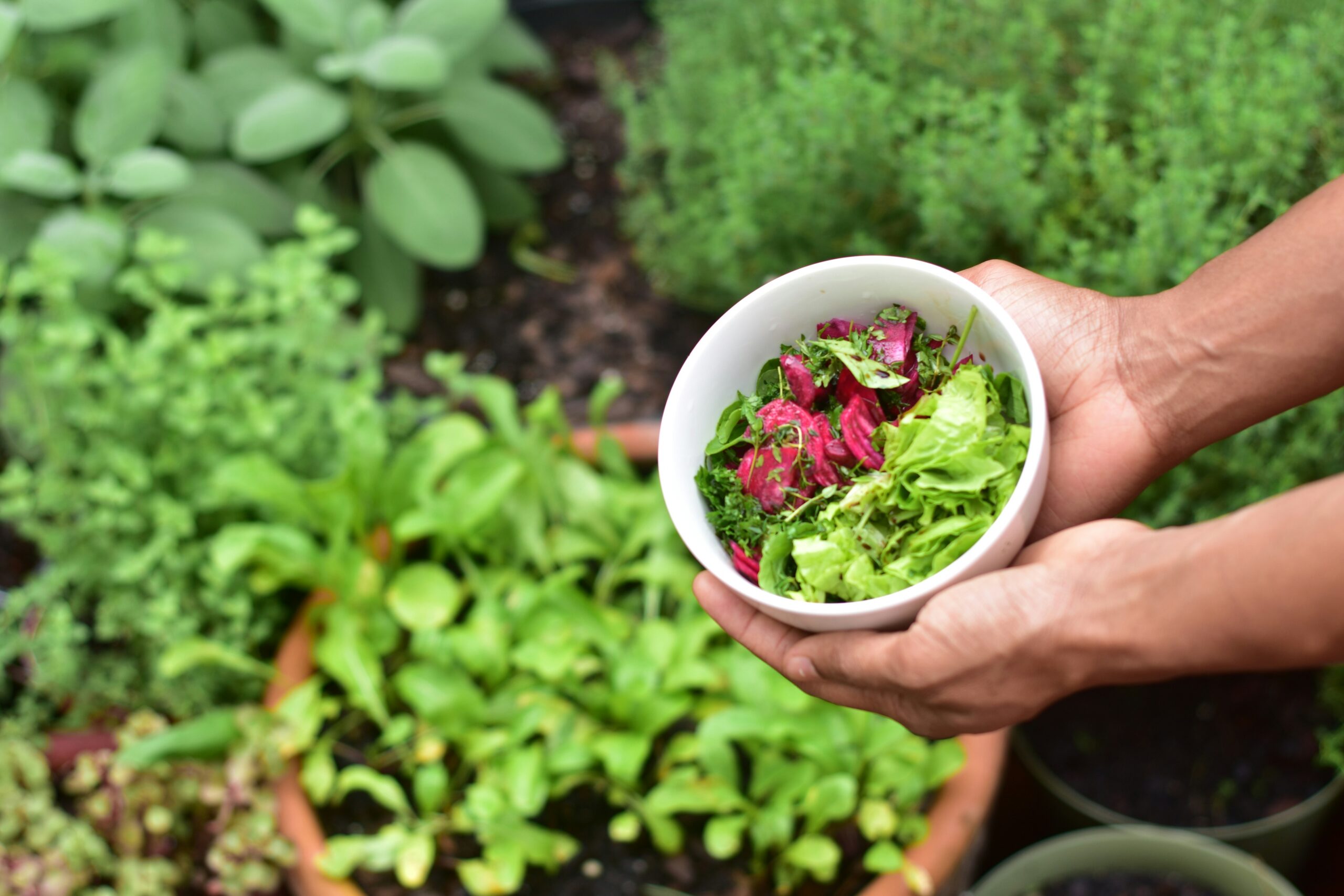 Healing Through Horticulture How Gardening Helps Alleviate PTSD Symptoms