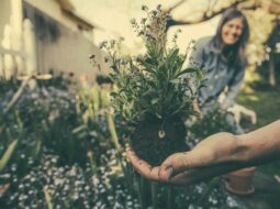From Soil to Serenity How Gardening Supports PTSD Recovery and Emotional Healing