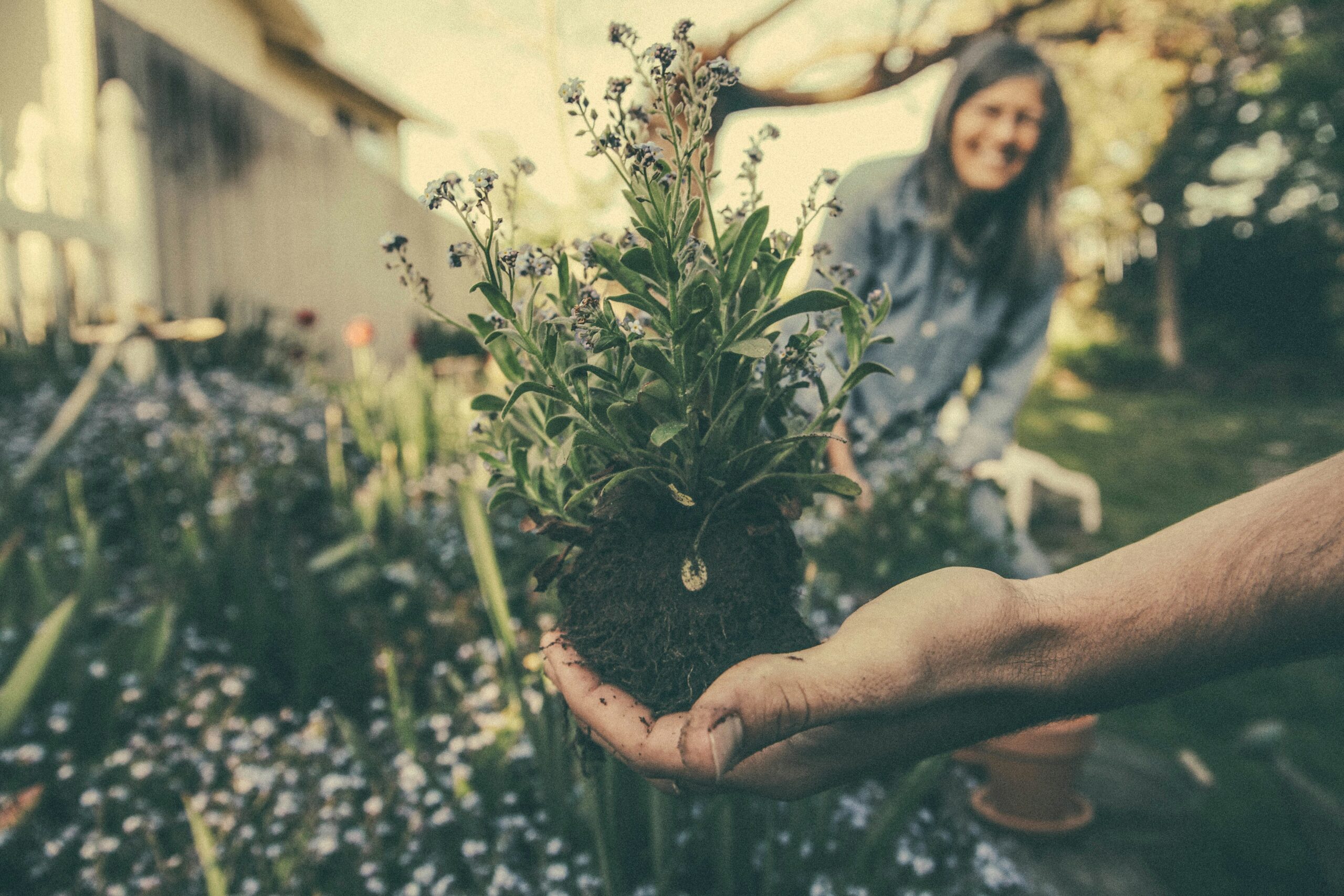From Soil to Serenity How Gardening Supports PTSD Recovery and Emotional Healing